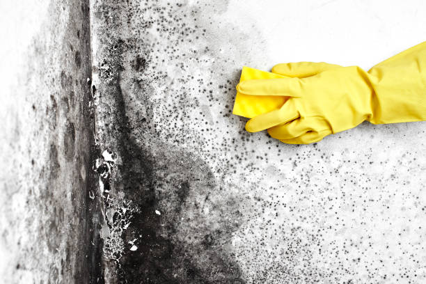 Best Same-Day Mold Removal  in Prairie City, IA