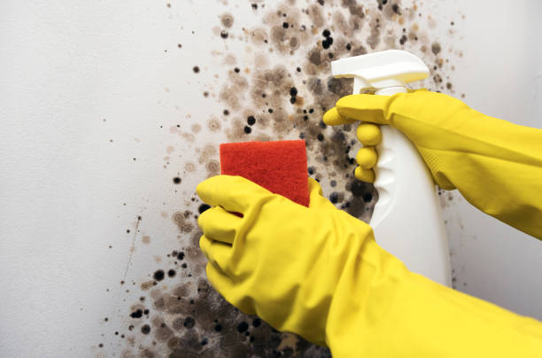 Best Affordable Mold Removal  in Prairie City, IA