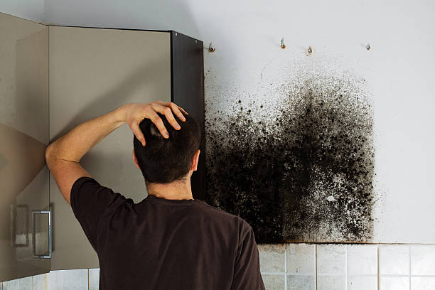 Best Mold Removal Near Me  in Prairie City, IA