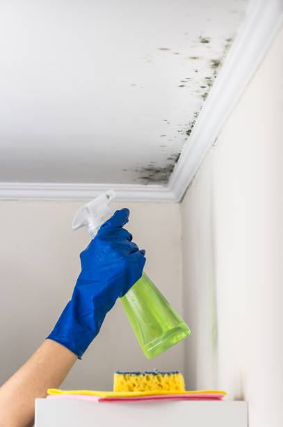 Prairie City, IA Mold Removal Company
